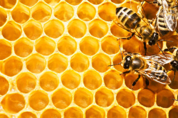 Fotos de panales de abejas - Imagui