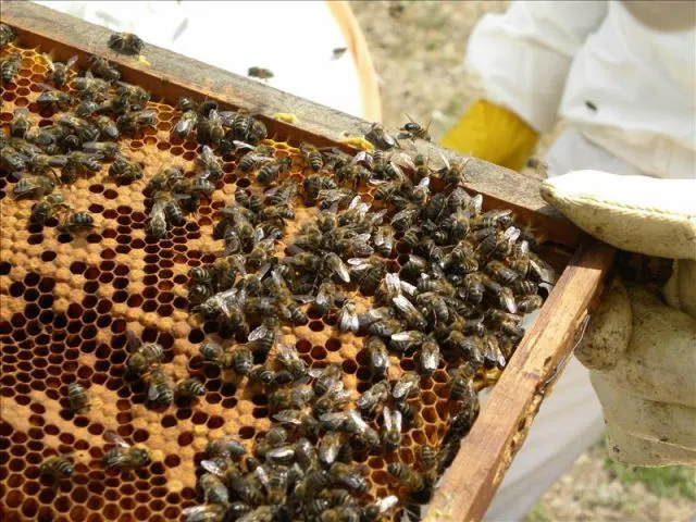 Un panal de abejas reina es manipulado durante un curso de cría de ... Un panal de abejas reina es manipulado durante un curso de cría de ...
