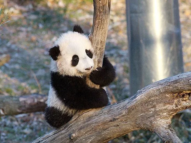 Panda bebé tierno - Imagui