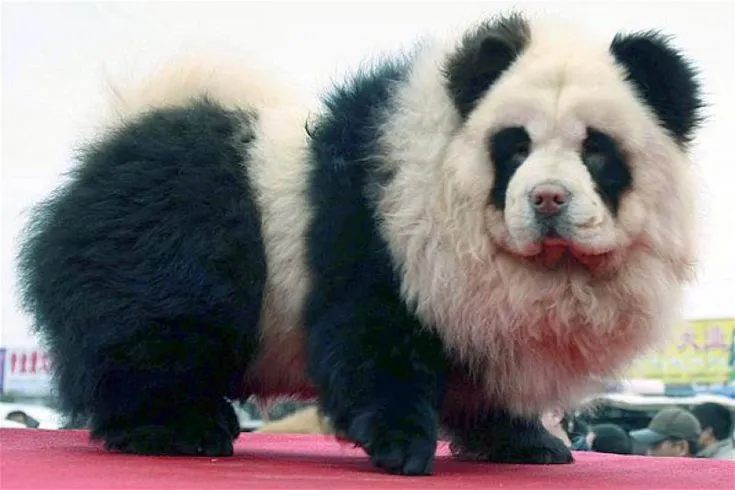 Panda Chow Chow Dog | Chow Chow, Chow Chow Dogs and Pandas