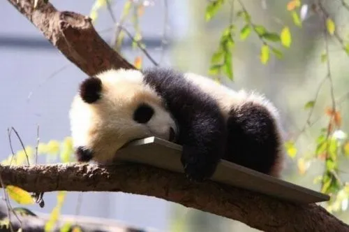 panda durmiendo | pandas | Pinterest