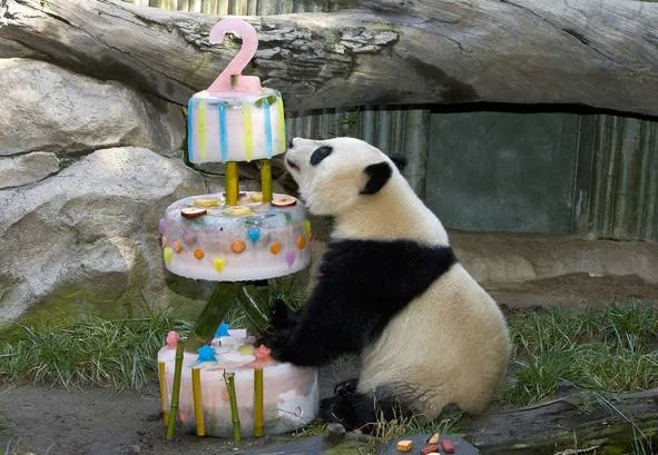 Feliz cumpleaños oso panda - Imagui