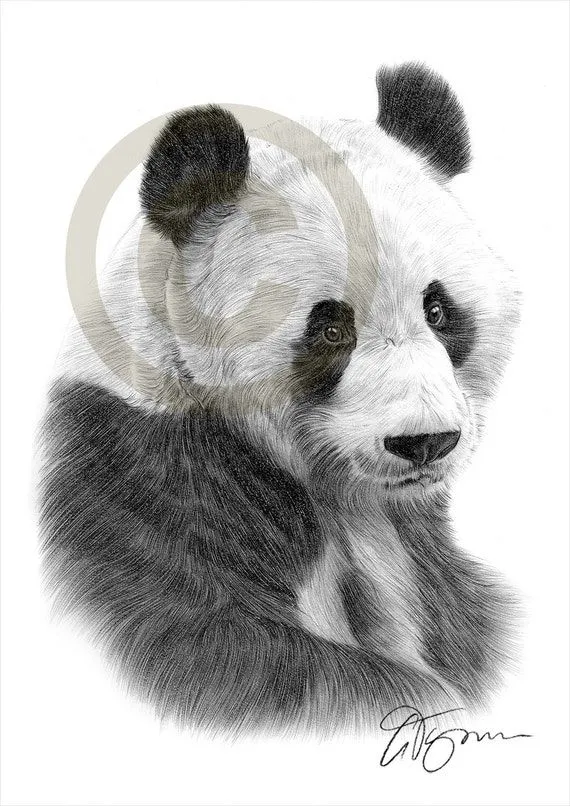 Panda gigante lápiz dibujo impresión arte por GaryTymonArtwork