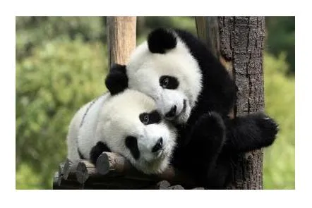 Sabes por qué Panda se llama Panda? - Media Center Spain