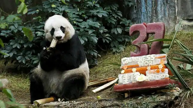 panda-longevo--644x362.jpg