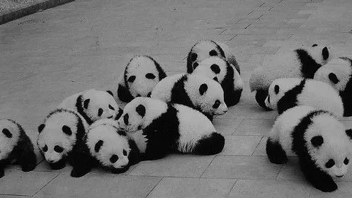 panda panditas panda | Tumblr
