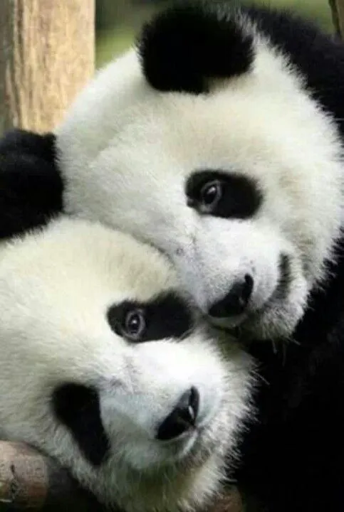 Pandas | Amores | Pinterest | Pandas and Love