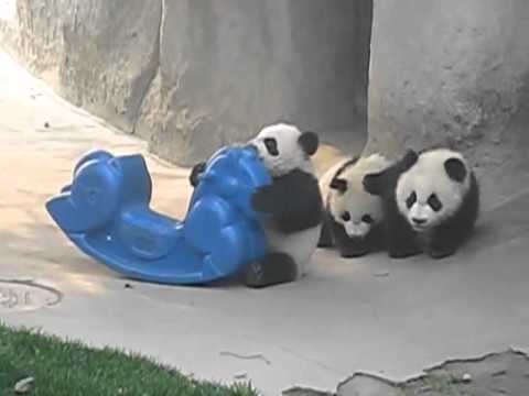 Pandas Bebes - YouTube