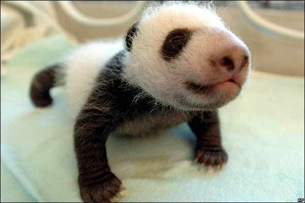 Los pandas se ven amenazados por la baja tasa de natalidad, de ahí el ... Los pandas se ven amenazados por la baja tasa de natalidad, de ahí el ...