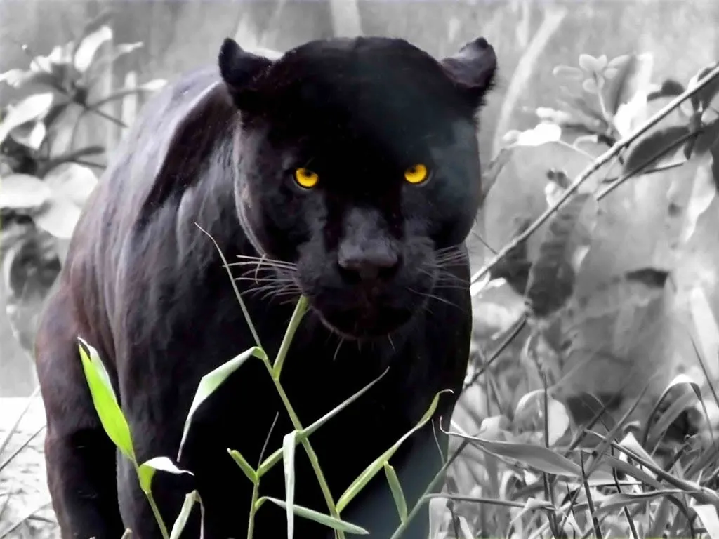 pantera negra imagenes de fondos hd de animales salvajes Car Pictures pantera negra imagenes de fondos hd de animales salvajes Car Pictures