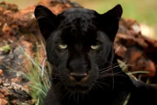 pantera negra - Sonidos de animales