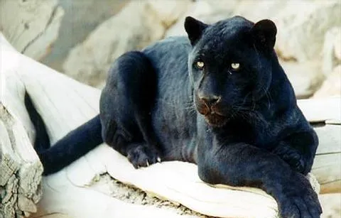 Pantera negra | Wikifaunia, tu enciclopedia de animales
