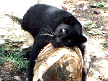 Pantera negra | Wikifaunia, tu enciclopedia de animales