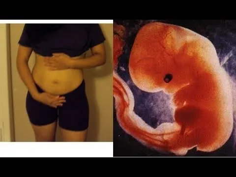 Panza De 6 Semanas de Embarazo y Desarrollo Del Embrion Feto ...
