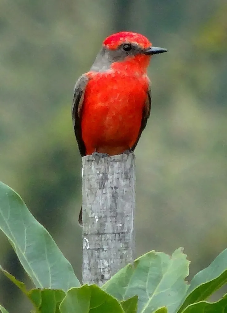 Papamoscas cardenalito en el bosque de la Yerbabuena Colima | Dibujos de  pájaro, Pajaros, Aves