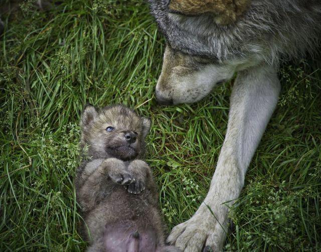 Lobos bebé - Imagui
