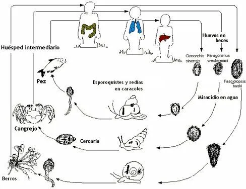 Ciclo de vida de los animales mamiferos - Imagui