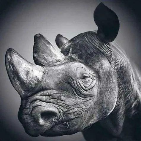Rinoceronte a lapiz - Imagui