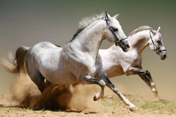 Pareja de caballos blancos (3440)
