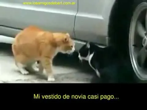 Pareja de Gatos - Discusion de Pareja Gatuna - YouTube