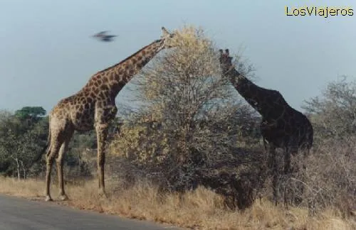 Parque Kruger, jirafas comiendo flores de acacia - Africa del Sur ... Parque Kruger, jirafas comiendo flores de acacia - Africa del Sur ...