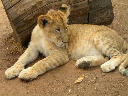 de visita por el parque del leon | Sudáfrica Por Descubrir