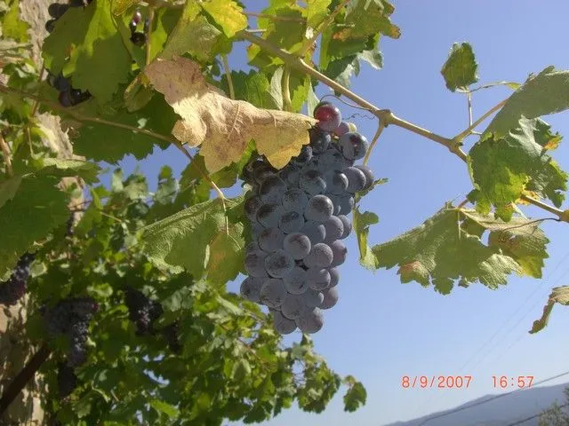 Una parra de uvas originarias de Castejón de Sobrarbe. Una parrera ...