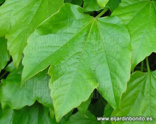 Parra virgen, Parra de Virginia - Parthenocissus tricuspidata, hojas