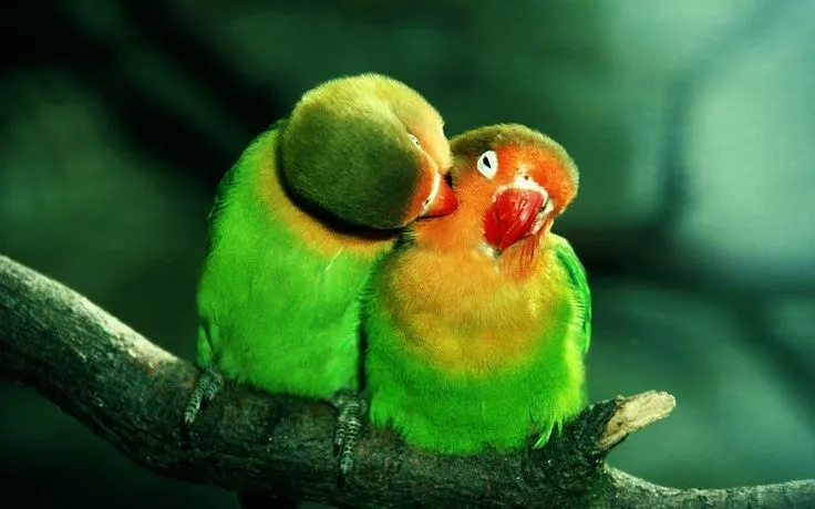parrots in love, pericos enamorados. | AGAPORNIS | Pinterest