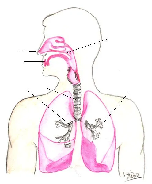 Partes del aparato respiratorio sin nombres - Imagui