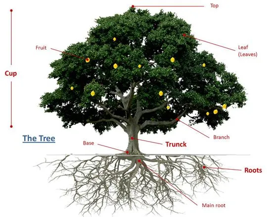 Las partes del árbol en inglés - FYNE Formación