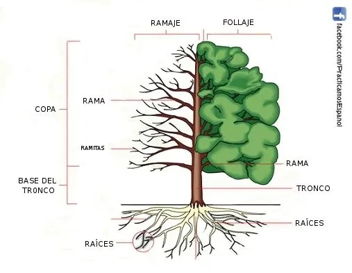 Las partes del árbol | Vocabulario | Pinterest | Naturaleza