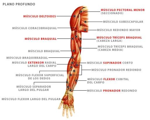 Partes del brazo humano - Imagui