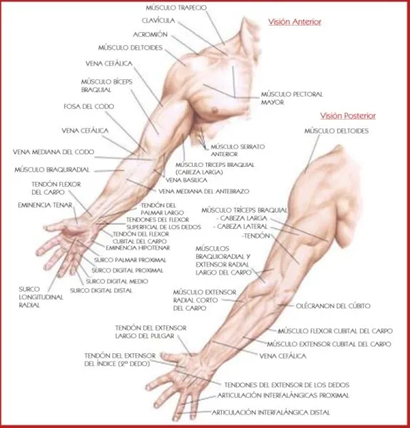 Las partes del brazo - Imagui