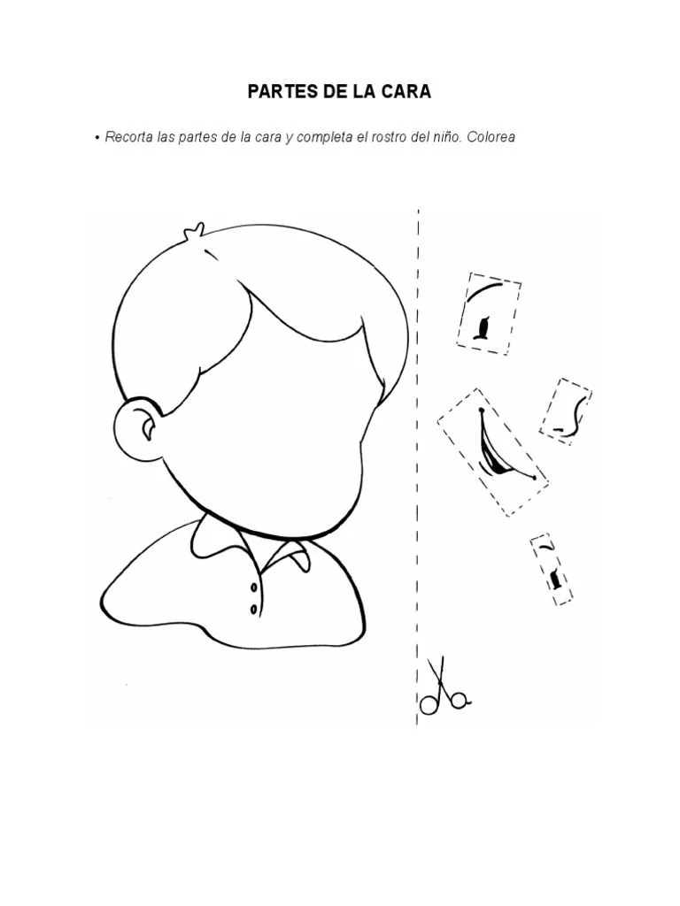 Partes de La Cara | PDF