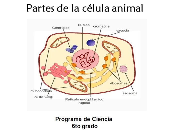 Partes de la celula animal para niños - Imagui