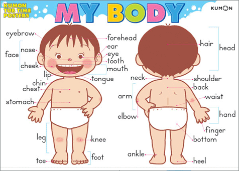 Partes del cuerpo humano en inglés por separado con imagenes para ...