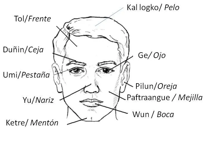 Nombres de partes de la cara - Imagui