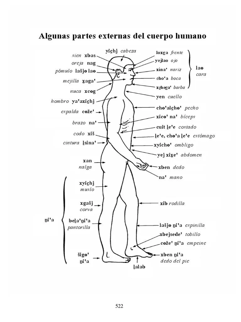 Algunas Partes Externas Del Cuerpo Humano: Oreja Nag Sien Xbas | PDF