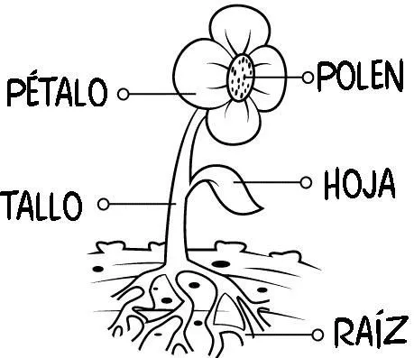 partes de la flor para colorear - Buscar con Google | Plantas ...