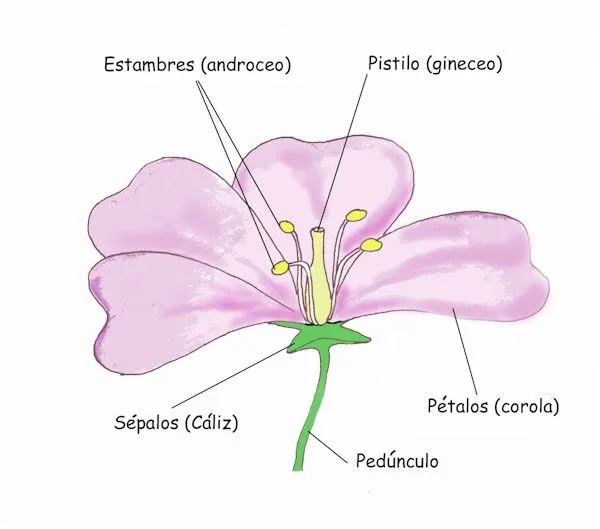 Partes de la flor para niños - Imagui