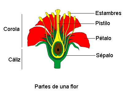 Partes de una flor completa - Imagui