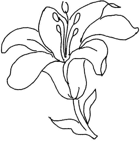 Dibujos para colorear de las partes de una flor - Imagui