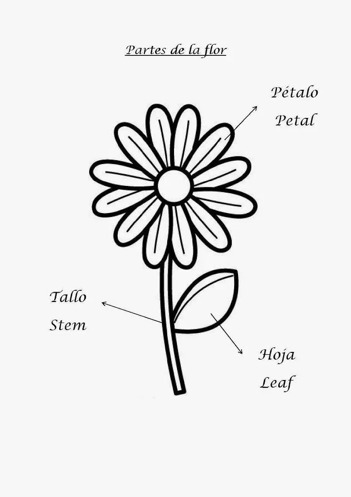 Partes de la flor en español e inglés - Aprendiendo con Julia