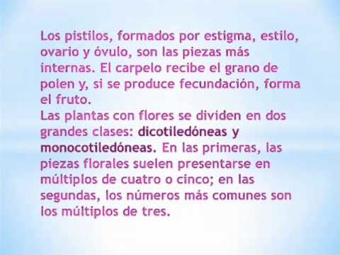 Cuales son las partes de una flor y sus funciones - Imagui Cuales son las partes de una flor y sus funciones - Imagui