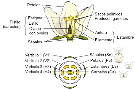 Partes de la flor y sus funciones - Imagui