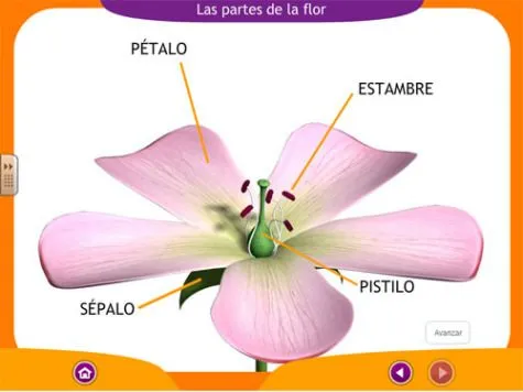 Partes de la Flor | informacion para lapbooks | Pinterest