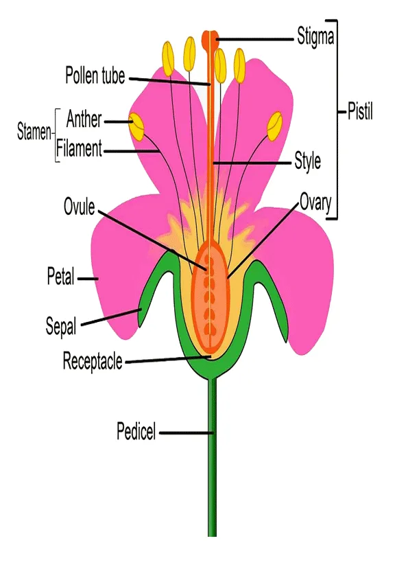 Partes de la flor en ingles para imprimir-Imagenes y dibujos para ...