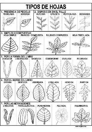 Las partes de la hoja, tipos de bordes, de limbos y como se insertan ... Las partes de la hoja, tipos de bordes, de limbos y como se insertan ...