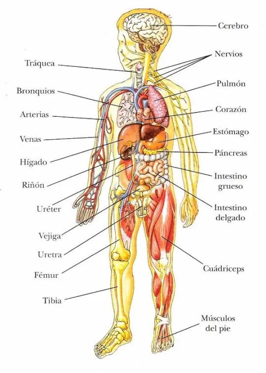 Ilustración del cuerpo humano con nombres en inglés - Imagui